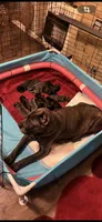 Cane Corso Litter , a male Cane Corso for sale in Charlotte, NC – Photo 1 of 8