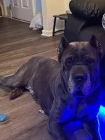 Cane Corso Litter , a male Cane Corso for sale in Charlotte, NC – Photo 5 of 8