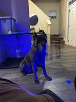 Cane Corso Litter , a male Cane Corso for sale in Charlotte, NC – Photo 4 of 8