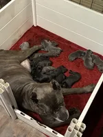 Cane Corso Litter , a male Cane Corso for sale in Charlotte, NC – Photo 8 of 8