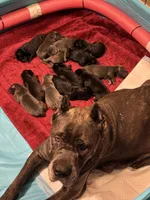 Cane Corso Litter , a male Cane Corso for sale in Charlotte, NC – Photo 7 of 8