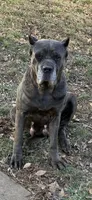 Cane Corso Litter , a male Cane Corso for sale in Charlotte, NC – Photo 6 of 8