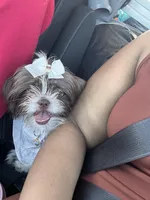 Nina, a female Shih Tzu for sale in Rock Hill, SC – Photo 2 of 3