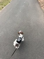 Nina, a female Shih Tzu for sale in Rock Hill, SC – Photo 3 of 3