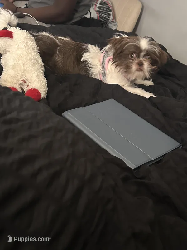 Nina – Shih Tzu puppy for sale in Rock Hill, SC