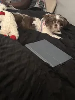 Nina, a female Shih Tzu for sale in Rock Hill, SC – Photo 1 of 3