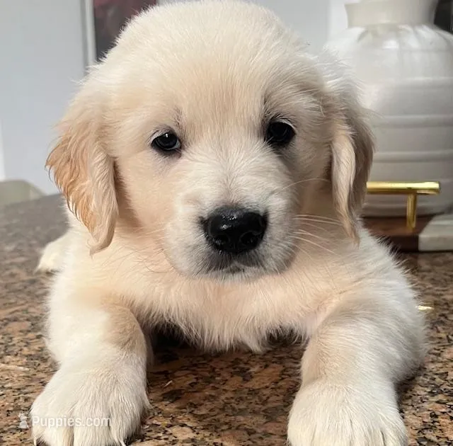 Coco – Golden Retriever puppy for sale in Lehigh Acres, FL