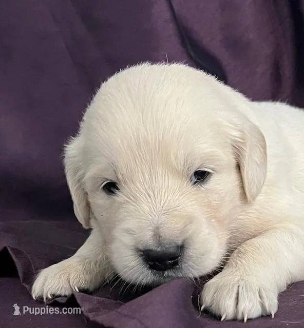 Milo – Golden Retriever puppy for sale in Lehigh Acres, FL