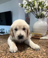 Milo, a male Golden Retriever for sale in Lehigh Acres, FL – Photo 2 of 3