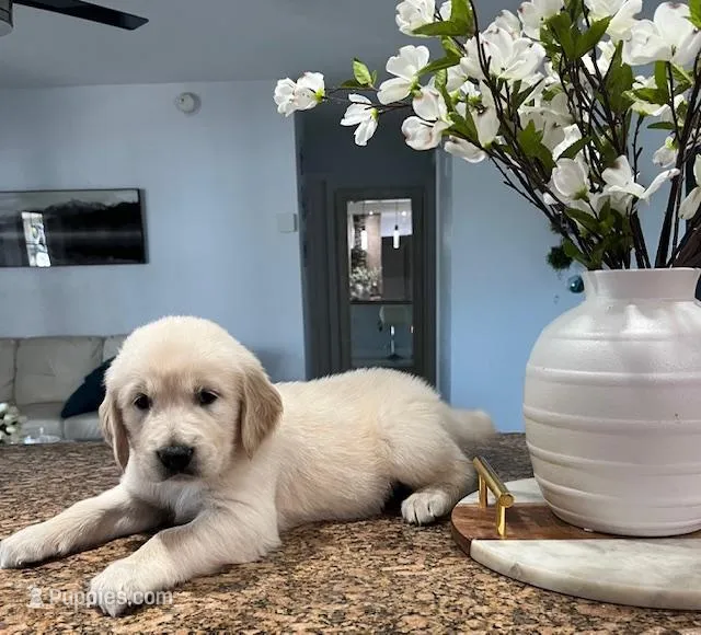 Milo – Golden Retriever puppy for sale in Lehigh Acres, FL
