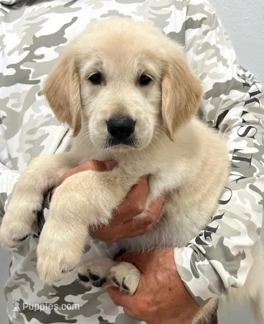 Blue – Golden Retriever puppy for sale in Lehigh Acres, FL