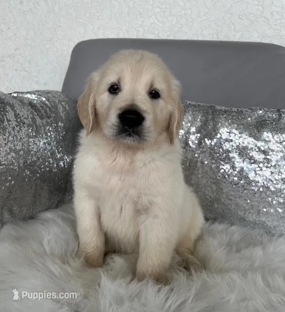 Blue – Golden Retriever puppy for sale in Lehigh Acres, FL