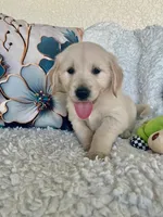 Blue, a male Golden Retriever for sale in Lehigh Acres, FL – Photo 3 of 3