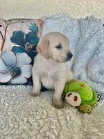 Blue, a male Golden Retriever for sale in Lehigh Acres, FL – Photo 2 of 3