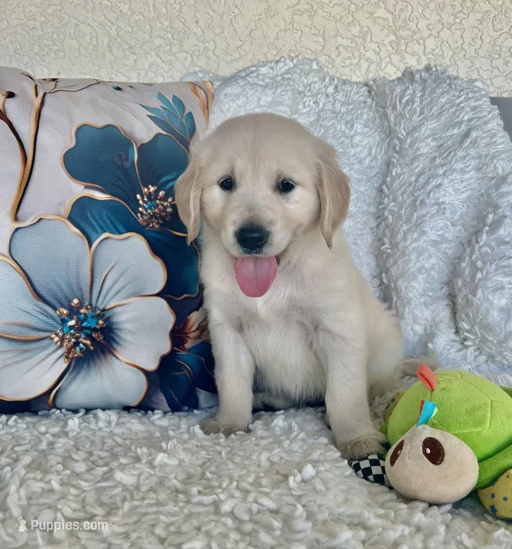 Blue – Golden Retriever puppy for sale in Lehigh Acres, FL