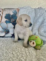 Blue, a male Golden Retriever for sale in Lehigh Acres, FL – Photo 2 of 2