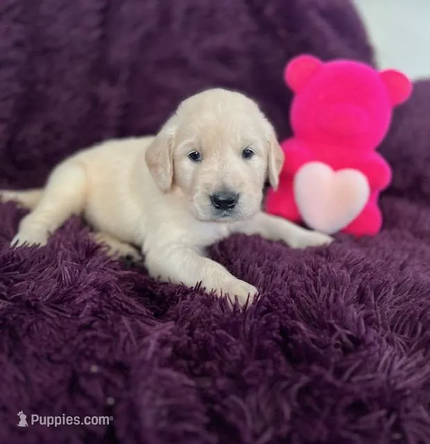 Kira – Golden Retriever puppy for sale in Lehigh Acres, FL