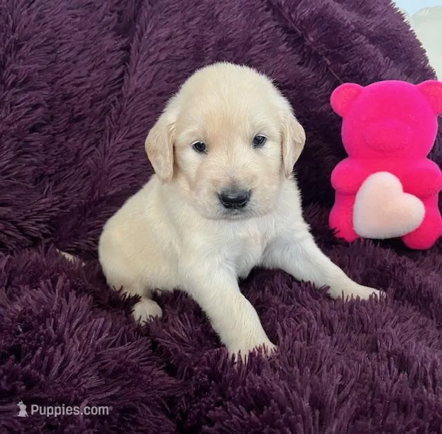 Kira – Golden Retriever puppy for sale in Lehigh Acres, FL