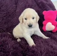 Kira, a female Golden Retriever for sale in Lehigh Acres, FL – Photo 3 of 3