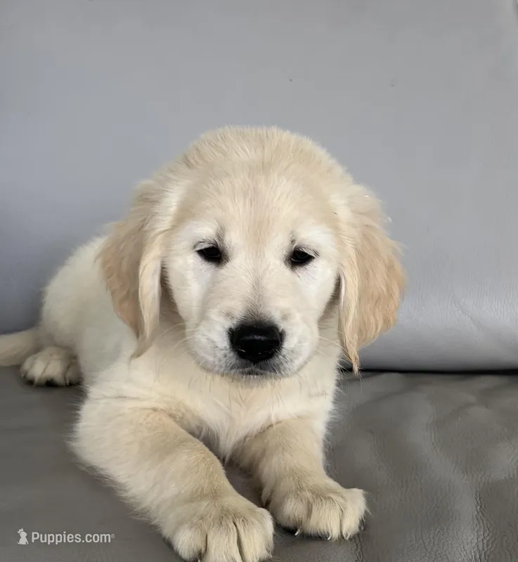 Susi – Golden Retriever puppy for sale in Lehigh Acres, FL