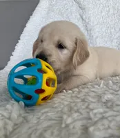 Rocky, a male Golden Retriever for sale in Lehigh Acres, FL – Photo 2 of 3