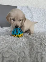 Rocky, a male Golden Retriever for sale in Lehigh Acres, FL – Photo 3 of 3