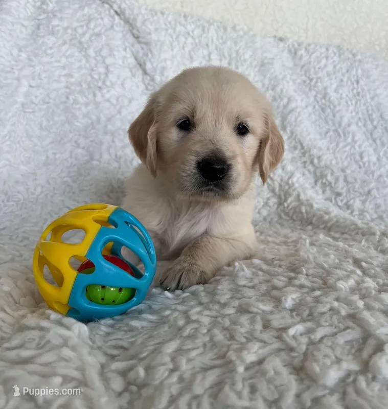 Rocky – Golden Retriever puppy for sale in Lehigh Acres, FL