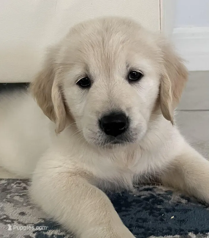 Balto – Golden Retriever puppy for sale in Lehigh Acres, FL