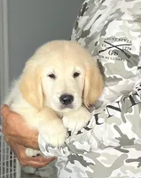 Balto, a male Golden Retriever for sale in Lehigh Acres, FL – Photo 2 of 2