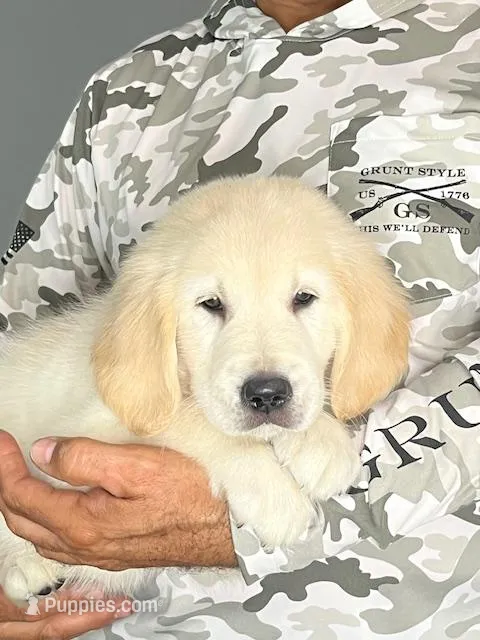 Balto – Golden Retriever puppy for sale in Lehigh Acres, FL