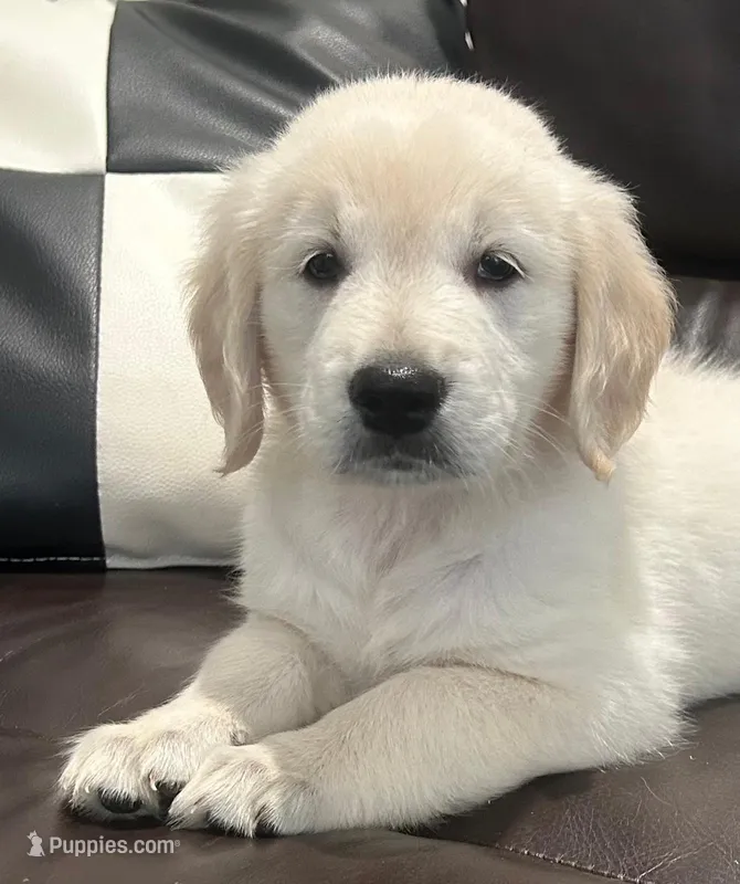 Cody – Golden Retriever puppy for sale in Lehigh Acres, FL
