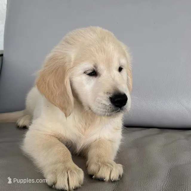 Susi – Golden Retriever puppy for sale in Lehigh Acres, FL
