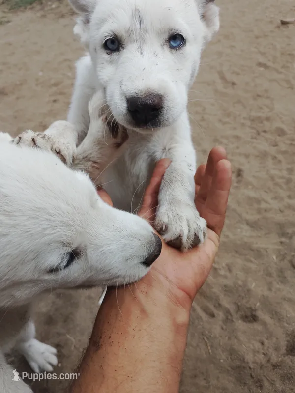 Little one  – Alaskan Husky puppy for sale in Yelm, WA