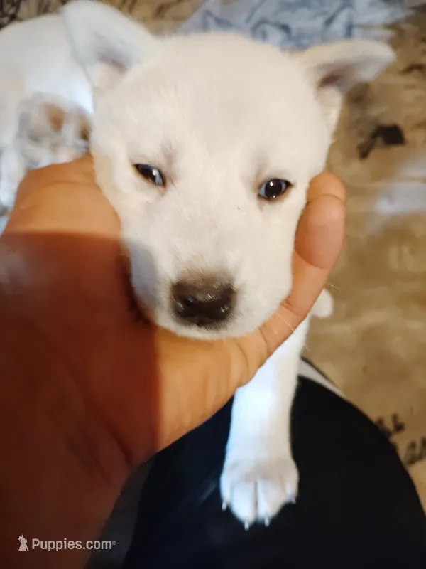 Little one  – Alaskan Husky puppy for sale in Yelm, WA