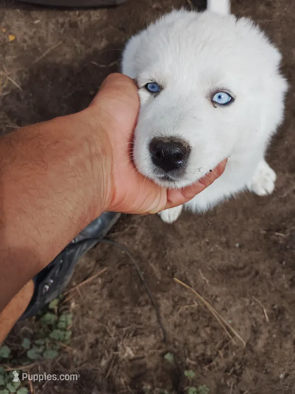 Little one  – Alaskan Husky puppy for sale in Yelm, WA