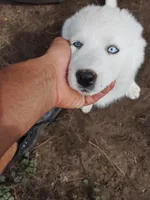 Little one , a female Alaskan Husky for sale in Yelm, WA – 1 of 5