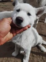 Little one , a male Alaskan Husky for sale in Yelm, WA – 1 of 2
