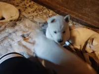 Little one , a female Alaskan Husky for sale in Yelm, WA – 2 of 4