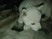 Little one , a female Alaskan Husky for sale in Yelm, WA – 4 of 4