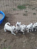 Little one , a female Alaskan Husky for sale in Yelm, WA – 4 of 4