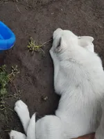 Little one , a female Alaskan Husky for sale in Yelm, WA – 2 of 4