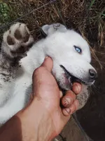 Little one , a female Alaskan Husky for sale in Yelm, WA – 4 of 4