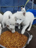 Little one , a female Alaskan Husky for sale in Yelm, WA – 5 of 5