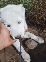 Little one , a female Alaskan Husky for sale in Yelm, WA – 3 of 4