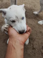 Little one , a female Alaskan Husky for sale in Yelm, WA – 3 of 4