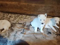 Little one , a female Alaskan Husky for sale in Yelm, WA – 3 of 4