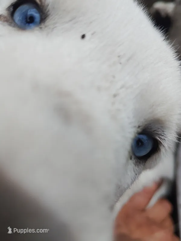 Little one  – Alaskan Husky puppy for sale in Yelm, WA