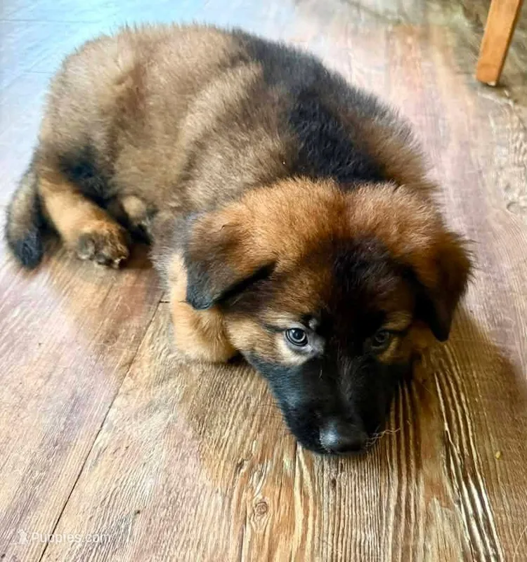 Long coat male – German Shepherd Dog puppy for sale in Huntsville, AL