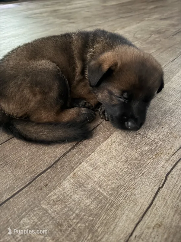 Male with socks – German Shepherd Dog puppy for sale in Huntsville, AL