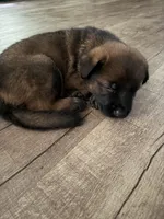 Male with socks, a male German Shepherd Dog for sale in Huntsville, AL – 2 of 3